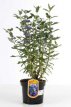Caryopteris clandonensis 'GRAND BLUE'®  40/50 C10 Caryopteris clandonensis 'GRAND BLUE'® (‘Inoveris’) - Blauwe spirea  40-50  C10