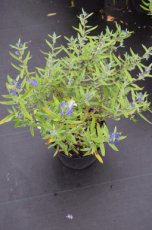 Caryopteris clandonensis 'Kew Blue' 30/40 C Caryopteris clandonensis ‘Kew Blue’- Blauwe spirea 30-40  C