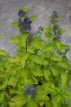Caryopteris clandonensis 'Summer Sorbet'® 30/40 C Caryopteris clandonensis  'Summer Sorbet'® (‘Dyraisey’)-Blauwe spirea  30-40  C