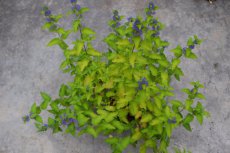 Caryopteris clandonensis 'Summer Sorbet'® 30/40 C Caryopteris clandonensis  'Summer Sorbet'® (‘Dyraisey’)-Blauwe spirea  30-40  C