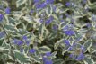 Caryopteris clandonensis 'White Surprise'® 30/40 Caryopteris clandonensis ‘White Surprise’®-Blauwe spirea  30-40  C