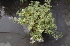 Caryopteris clandonensis 'White Surprise'® 30/40 Caryopteris clandonensis ‘White Surprise’®-Blauwe spirea  30-40  C