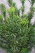 Cephalotaxus harringtonia ‘Fastigiata’ 25/30 C Cephalotaxus harringtonia ‘Fastigiata’ | Knoptaxus 25-30 C3