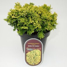 Chamaecyparis pisifera 'Golden Pincushion' 20/25 Chamaecyparis pisifera 'Golden Pincushion' | Cipres 20-25 C3