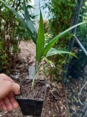 Chamaedorea rad.'Arborescens' 15/20 C