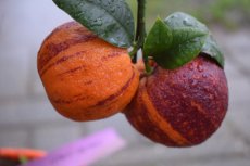 Citrus meyeri x Citrus sinensis doppio sanguigno(=Arcobal) | Regenboogsinaas 50-60 C10