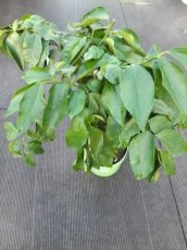 Citrus aurantium subsp. 'Bergamia' 30/35 C4
