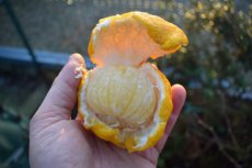 Citrus ichangensis x Citrus reticulata 30/35 C4 Citrus ichangensis x Citrus reticulata | Yuzu-Junos-Winterharde citroen