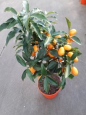 Citrus Japonica 40/50 C6