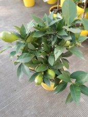 Citrus x floridana 35/40 C4 Citrus x floridana | Limequat 35-40 C4