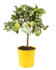 Citrus x limon 'Foliis Variegatis' Citrus x limon 'Foliis Variegatis' | Bontbladige citroen 35-40 C5