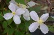 Clematis montana ‘Fragrant Spring’ 50/60 C2 Clematis montana ‘Fragrant Spring’| Bosrank 50-60 C2