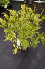 Clethra alnifolia 50/60 C Clethra alnifolia-Schijnels 50-60  C