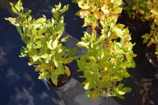 Clethra alnifolia 'Ruby Spice' 50/60 C Clethra alnifolia 'Ruby Spice' - Schijnels 50-60  C