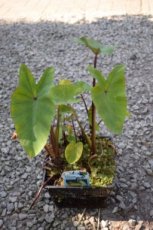 Colocasia esculenta P18 Colocasia esculenta | Olifantsoor  30-40  C2