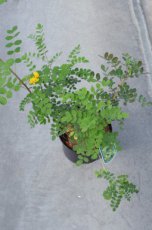 Colutea arborescens-Blazenstruik 40-50  C