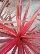 Cordyline australis 'Pink Star' Cordyline australis 'Pink Star' | Koolpalm 40-50 C5