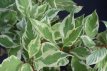 Cornus alba 'Elegantissima' 10 st. 60/90 3-5T Cornus alba 'Elegantissima' 10 st. 60-90  BW  3/5 T | KORNOELJE