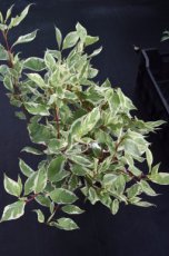 Cornus alba 'Elegantissima' 10 st. 60-90  BW  3/5 T | WITTE KORNOELJE
