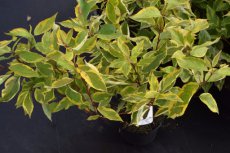 Cornus alba ‘Gouchaultii’ - Witte kornoelje  60-80  C