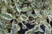 Cornus alternifolia  'Argentea' 60/80 C Cornus alternifolia ‘Argentea’-Kornoelje  60-80  C