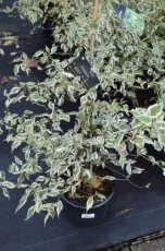 Cornus alternifolia  'Argentea' 60/80 C Cornus alternifolia ‘Argentea’-Kornoelje  60-80  C