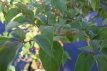 Cornus alternifolia 60/80 C Cornus alternifolia-Kornoelje  60-80  C