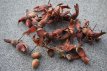 Corylus avell.'Rode Zellernoot' 40/60 C Corylus avellana 'Rode Zellernoot' | Hazelnoot 40-60 C