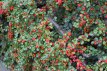 Cotoneaster franchetii 80/100 C10 Cotoneaster franchetii - Dwergmispel  80-100  C10