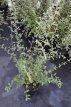 Cotoneaster franchetii 80/100 C10 Cotoneaster franchetii - Dwergmispel  80-100  C10