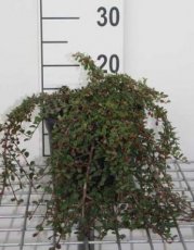 Cotoneaster procumbens ‘Streib’s Findling’ C Cotoneaster procumbens ‘Streib’s Findling’ - Dwergmispel  30-40 C3
