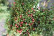 Cotoneaster procumbens 'Streib’s Findling' 15/20 Cotoneaster procumbens ‘Streib’s Findling’ - Dwergmispel 15-20 C