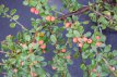 Cotoneaster radicans 'Eichholz' 15/20 P9 Cotoneaster radicans ‘Eichholz’ - Dwergmispel 15-20 P9