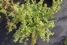 Cotoneaster suecicus 'Coral Beauty' 20/25 P9 Cotoneaster suecicus ‘Coral Beauty’ - Dwergmispel 20-25 P9