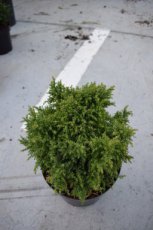 Cryptomeria japonica ‘Twinkle Toes’ | Japanse ceder 20-25 C3