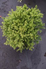 Cryptomeria japonica ‘Vilmorin Gold’ | Japanse ceder 20-25 C