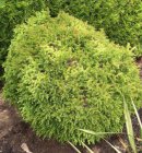 Cryptomeria japonica ‘Vilmoriniana’ | Japanse ceder 20-25 C