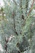 Cupressus ariz.‘Fastigiata’ 100/125 C9 Cupressus arizonica ‘Fastigiata’ | Cupressus 100-125 C9