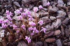 Cyclamen hederifolium ‘Rose Pearls’ Cyclamen hederifolium ‘Rose Pearls’ | Alpenviooltje 10 P9