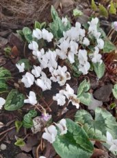Cyclamen hederifolium ‘White Pearls’ Cyclamen hederifolium ‘White Pearls’ | Alpenviooltje 15 P9