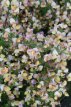 Cytisus (P) ‘Zeelandia’ 40/60 C3 Cytisus praecox ‘Zeelandia’ - roze - Brem 40-60 C3