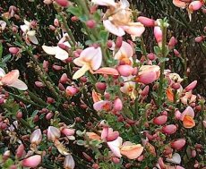 Cytisus (P) ‘Zeelandia’ 40/60 C3 Cytisus praecox ‘Zeelandia’ - roze - Brem 40-60 C3