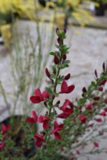 Cytisus scoparius ‘Boskoop Ruby’ - rood - Brem 40-60 C3