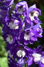 Delphinium M.F. ‘Dark blue/white bee’ Delphinium Magic Fountains ‘Dark blue/white bee’ | Ridderspoor 100  P11