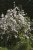 Deutzia gracilis 25/30 C Deutzia gracilis - wit - Bruidsbloem  25-30 C