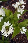 Deutzia gracilis - wit - Bruidsbloem  25-30 C