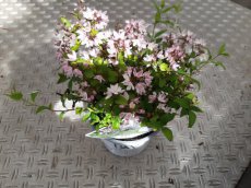 Deutzia 'Yuki Cherry Blossom'™ - roze - Bruidsbloem  20-25 C3