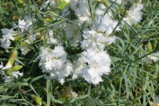 Dianthus (P) ‘Haytor White’ Dianthus plumarius ‘Haytor White’ | Grasanjer 40 P9
