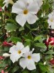 Dipladenia splendens - Tricolor 40/60 C2 Dipladenia splendens - Tricolor | Mandevilla 40-60 C2