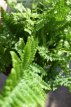 Dryopteris affinis ‘Crispa’ 40 P9 Dryopteris affinis ‘Crispa’ | Goudschubvaren 40 P9